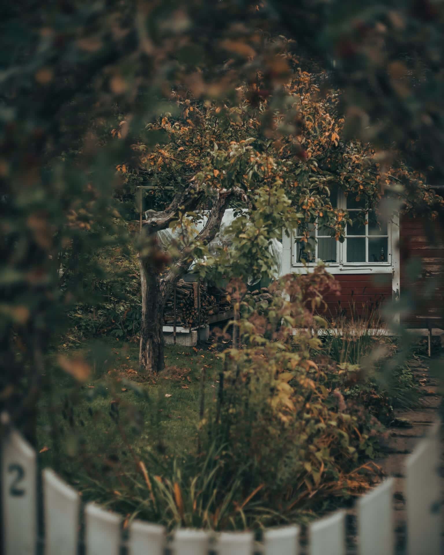 Autumn | DSLR Photography | Doctor Spin Peeking into a garden.