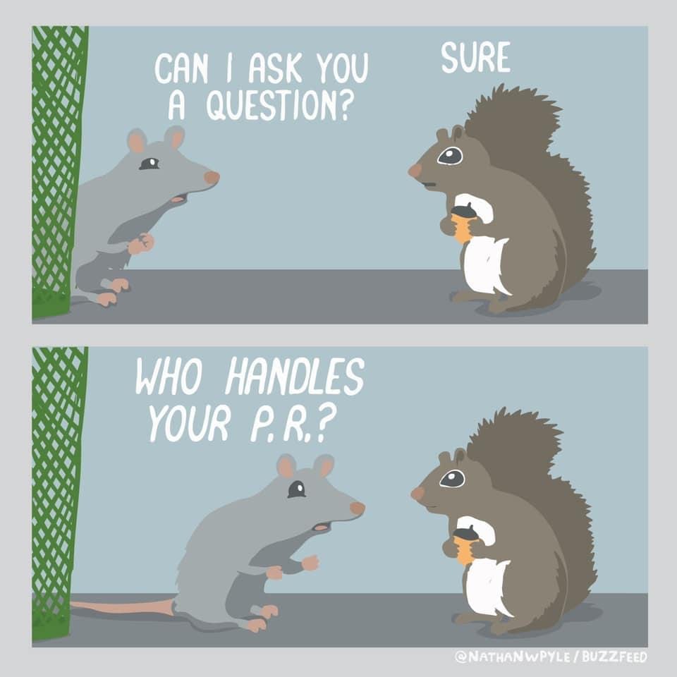Squirrel | Publicity Work | Doctor Spin "A squirrel is just a rat with better PR."